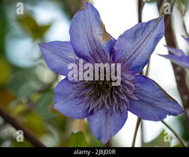 Schöne blaue asiatische virginsbower Kletterer in voller Sommerblüte Stockfoto