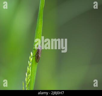 Nahaufnahme einer Kaddisfly (Trichoptera), die auf einem hellgrünen Schilfblatt ruht Stockfoto