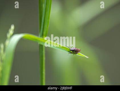 Nahaufnahme einer Kaddisfly (Trichoptera), die auf einem hellgrünen Schilfblatt ruht Stockfoto