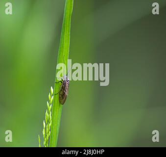 Nahaufnahme einer Kaddisfly (Trichoptera), die auf einem hellgrünen Schilfblatt ruht Stockfoto