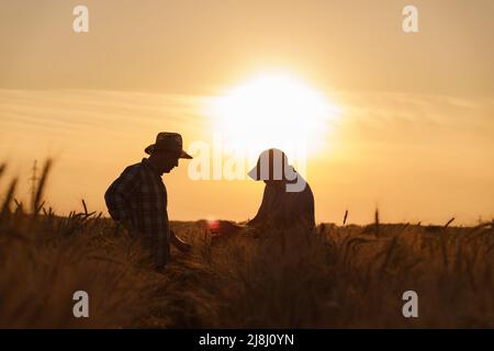 Der Bauer kontrolliert die Weizenernte. Das Konzept einer reichen Ernte in einem landwirtschaftlichen Feld Stockfoto