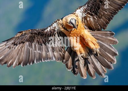 Bartgeier, Gypaetus barbatus, landet in den Nationalparks Ordesa und monte perdido, Provinz Huesca, Aragon, Pyrenäen, Spanien Stockfoto