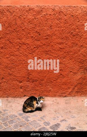 Straßenkatzen von Marrakesch, Marokko. Lokale einheimische Calico Katze. Stockfoto