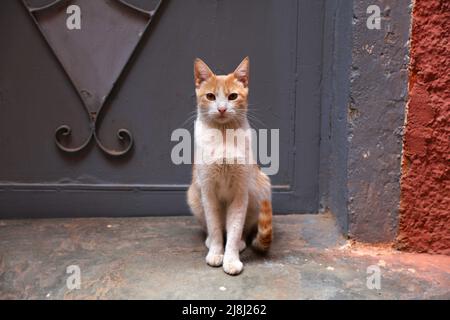 Straßenkatzen von Marrakesch, Marokko. Einheimische Ingwerkatze sitzt vor der Haustüre. Stockfoto