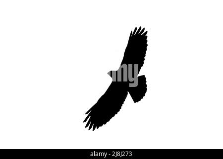 Silhouette eines hoch aufragenden Bussardes (Buteo buteo) im Flug, umrissen vor weißem Hintergrund, um Flügel, Kopf- und Schwanzformen zu zeigen Stockfoto