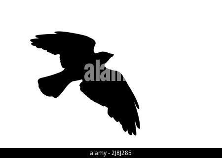 Silhouette der westlichen Dohle (Corvus monedula) im Flug, umrissen vor weißem Hintergrund, um Flügel, Kopf- und Schwanzformen zu zeigen Stockfoto