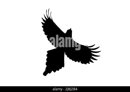 Silhouette einer eurasischen Elster / gemeiner Elster (Pica pica) im Flug, umrissen vor weißem Hintergrund, um Flügel, Kopf- und Schwanzformen zu zeigen Stockfoto