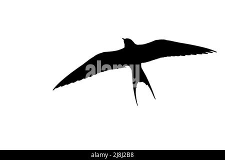 Silhouette der Arktischen Seeschwalbe (Sterna paradiesea) im Flug, umrissen vor weißem Hintergrund, um Flügel, Kopf- und Schwanzformen zu zeigen Stockfoto