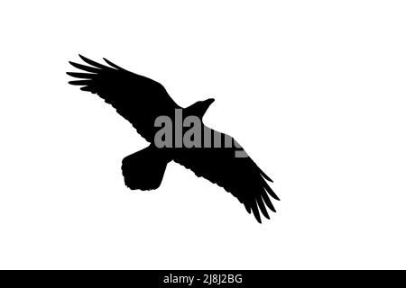 Silhouette des gemeinen Raben / nördlichen Raben (Corvus corax) im Flug, umrissen vor weißem Hintergrund, um Flügel, Kopf- und Schwanzformen zu zeigen Stockfoto