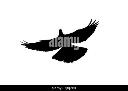 Silhouette einer gewöhnlichen Holztaube (Columba palumbus) im Flug, umrissen vor weißem Hintergrund, um Flügel, Kopf- und Schwanzformen zu zeigen Stockfoto