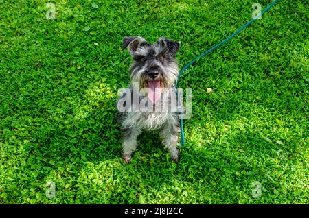 Ein Schnauzer Hund an der Leine draußen, Park, auf Bürgersteig, grünes Gras, Bäume Stockfoto