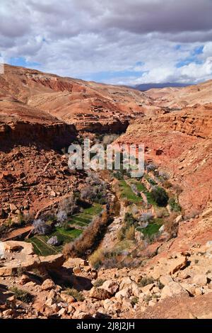 Marokkanische Landschaft. Asif Ounila River Canyon mit blühenden Mandelplantagen in der Nähe von Ait Benhaddou. Stockfoto