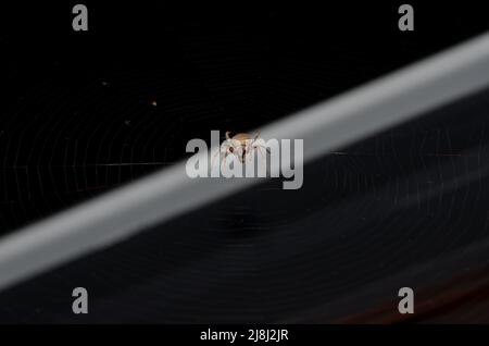 Golden Orb Weaver Spider on Web, Nacht, dunkler Hintergrund Stockfoto