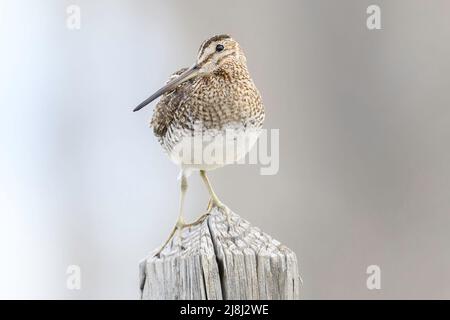 Eine Wilsons Schnecke auf einem Zaunposten im Frühjahr im Malheur National Wildlife Refuge in Oregon. Stockfoto