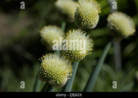 Walisische Zwiebel, auch häufig als Zwiebel oder lange grüne Zwiebel (Allium fistulosum) bezeichnet, im Frühling Stockfoto