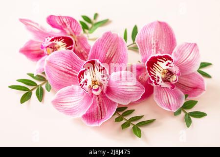 Floraler Hintergrund mit Orchideen, minimalistisches Konzept. Tropische pinke Orchideen auf einem hellen pastellfarbenen Hintergrund. Blumenarrangement. Stockfoto