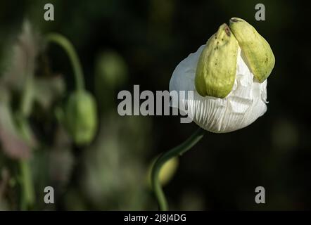 Papaver somniferum L. (Mohn), eine der wichtigsten Heilpflanzen; Papaver-Gattung ist von großer Bedeutung in Bezug auf die enthaltenen Alkaloide. Der Stockfoto