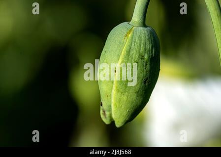 Papaver somniferum L. (Mohn), eine der wichtigsten Heilpflanzen; Papaver-Gattung ist von großer Bedeutung in Bezug auf die enthaltenen Alkaloide. Der Stockfoto