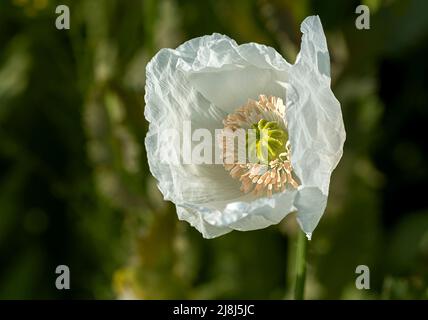 Papaver somniferum L. (Mohn), eine der wichtigsten Heilpflanzen; Papaver-Gattung ist von großer Bedeutung in Bezug auf die enthaltenen Alkaloide. Der Stockfoto