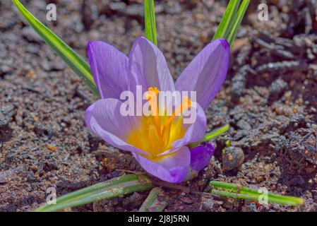 Die violette Blume der Crocus Iridaceae. Eine mehrjährige Pflanze, die aus einer Glühbirne wächst. Es ist winterhart in den Wachstumszonen 3 bis 8 in Nordamerika. Stockfoto