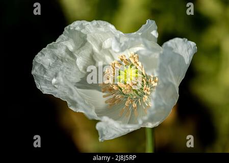 Papaver somniferum L. (Mohn), eine der wichtigsten Heilpflanzen; Papaver-Gattung ist von großer Bedeutung in Bezug auf die enthaltenen Alkaloide. Der Stockfoto