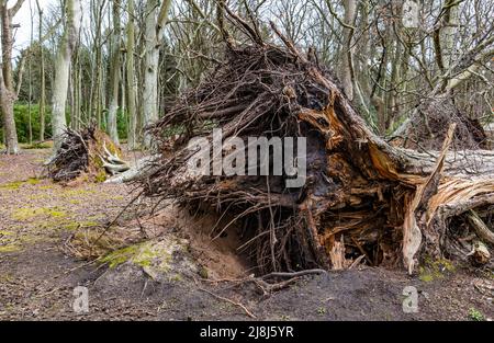 Entwurzelte Bäume aufgrund von Sturmschäden im Waldgebiet von Tyninghame, East Lothian, Schottland, Großbritannien Stockfoto