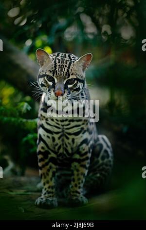 Tierwelt in Panama. Schöne Katze margay sitzt auf dem Boden in tropischen Wald. Detail Porträt des Ozelots, Leopardus pardalis. Katzenozelot in dunkel tropisch Stockfoto