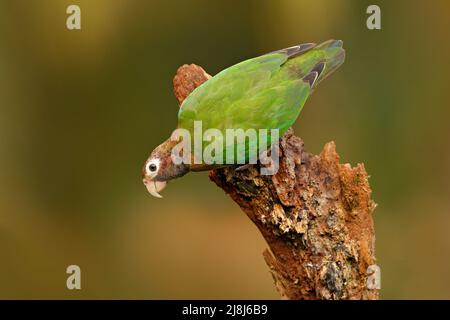 Papagei, Pionopsitta haematotis, Mexiko, grüner Papagei mit braunem Kopf. Detail Nahaufnahme Porträt von Vogel aus Mittelamerika. Wildlife-Szene aus Tropi Stockfoto