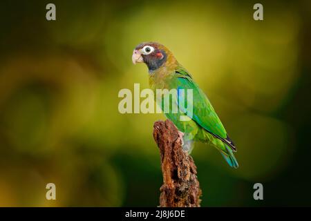 Papagei, Pionopsitta haematotis, Mexiko, grüner Papagei mit braunem Kopf. Detail Nahaufnahme Porträt von Vogel aus Mittelamerika. Wildlife-Szene aus Tropi Stockfoto