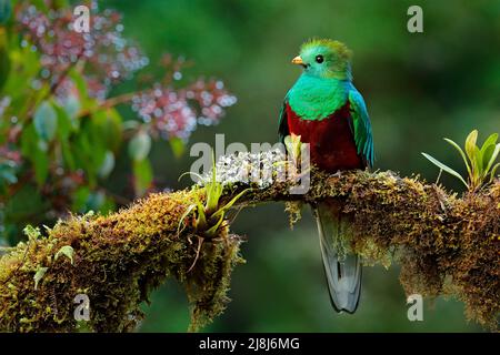 Schöner Vogel in tropischem Naturlebensraum. Strahlender Quetzal, Pharomachrus mocinno, Savegre in Costa Rica, mit grünem Waldhintergrund. Herrliche s Stockfoto