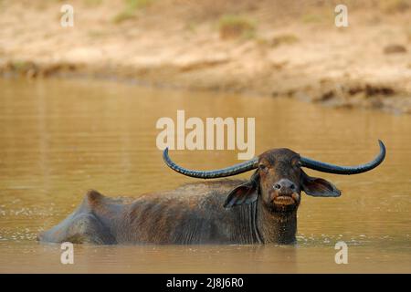 Asiatischer Wasserbüffel, Bubalus bubalis, in einem braunen Teich. Wildtierszene, Sommertag mit Fluss. Großes Tier in der Natur Lebensraum. Stier schwimmt in t Stockfoto