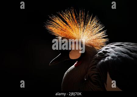 Kunstbild des Vogels. Grauer Kranich, Balearica regulorum, mit dunklem Hintergrund. Vogelkopf mit goldenem Wappen in schönem Abendlicht. Sonnenuntergang in Stockfoto