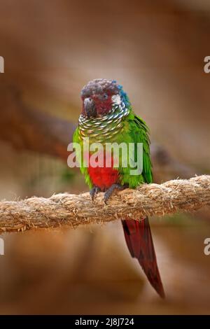 Ockermarkierter Sittich oder Blaukehlsittich, Pyrrhura cruentata, seltener Papagei aus der brasilianischen Natur. Detailreiche Nahaufnahme des Vogels. Vogel aus dem Süden Stockfoto