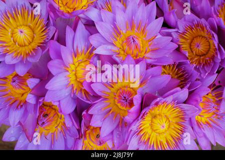 Nil Manel, Nymphaea stellata, Blaue Wasserlilie, Nationalblume Sri Lankas. Schöne rosa violette und gelbe Blüte. Natur aus Asien. Stockfoto