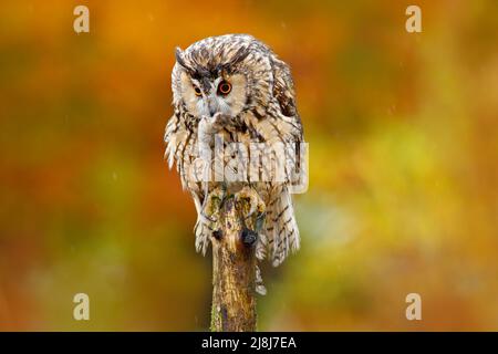 Eule mit Maus im Schnabel. Eule mit offenen Flügeln. Eule im orangen Herbst verlässt den Wald. Langohreule mit orangen Eichenblättern im Herbst. Vogel im Natu Stockfoto