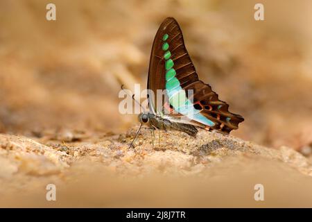 Blue Triangle Butterfly, Graphium sarpedon, ist ein Schmetterling aus Sri Lanka, der zur Familie der Schwalbenschwanzflosse gehört. Endemisch in Sri Lanka, Asien. Schöner Stockfoto