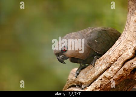 Vogel aus Kenia, Afrika. Rotbauchpapagei Poicepalus rufidentris, Portrait hellgrüner Papagei mit braunem Kopf. Detail Nahaufnahme Porträt Vogel. Vogel, Stockfoto