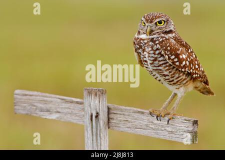 Die grabende Eule, Athene cunicularia, sitzt in einem Holzkreuz in Cape Coral, Florida, USA. Urbane Tierwelt mit Vogel. Graue Eule aus Florida. Kreuz Stockfoto