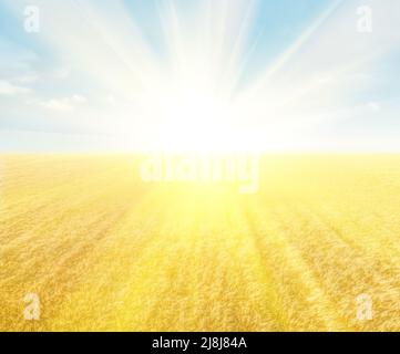 Strahlende Sonne über einem Feld aus goldenem Weizen und hellblauem Himmel, abstrakter Hintergrund Stockfoto