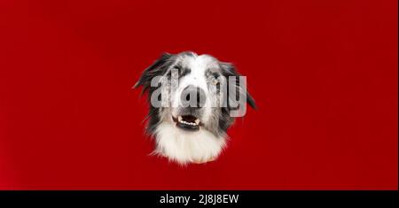 Portrait lustig Merle Grenze Collie Hund Blick auf die Kamera durch rotes Papier gerissen. Stockfoto