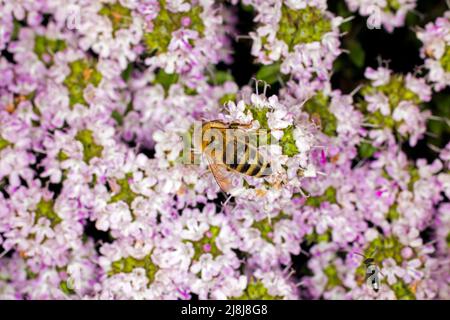 Blühender Thymus, Deutschland Stockfoto