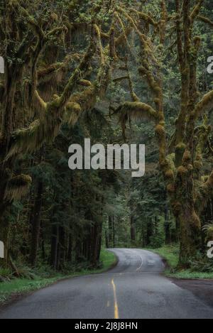 Moosige Bäume begrüßen Reisende an der Einfahrtsstraße zum Hoh Rainforest, Olympic National Park, Washington State Stockfoto