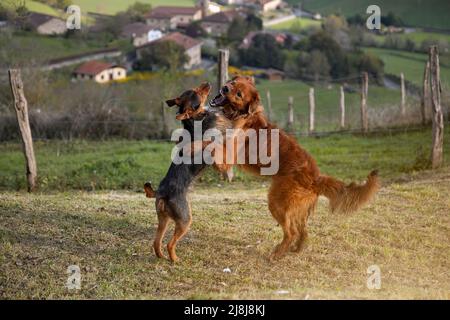 Braune baskische Schäferhund-Welpen und schwarze bodeguero-Welpen, die im Garten zu Hause mit dem Dorf im Hintergrund in der Morgendämmerung spielen. Tierporträt. Stockfoto