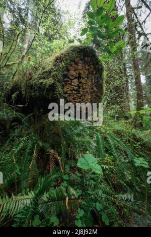 Pilze wachsen auf einem Krankenschwestern log im saftig grünen moosigen alten Wachstum Hoh Regenwald, Olympic National Park, Pacific Northwest Washington State Stockfoto