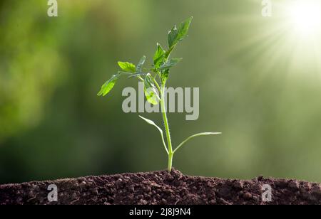 Tomatensämlinge im Boden auf verschwommenem Hintergrund. In der Frühlingssonne wächst der Tomatensämling im Boden Stockfoto