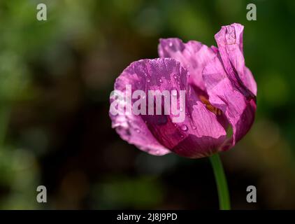 Papaver somniferum L. (Mohn), eine der wichtigsten Heilpflanzen; Papaver-Gattung ist von großer Bedeutung in Bezug auf die enthaltenen Alkaloide. Der Stockfoto