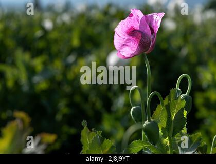 Papaver somniferum L. (Mohn), eine der wichtigsten Heilpflanzen; Papaver-Gattung ist von großer Bedeutung in Bezug auf die enthaltenen Alkaloide. Der Stockfoto