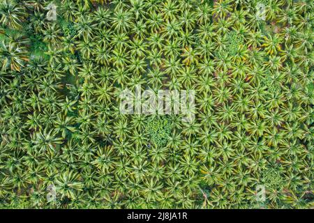 Draufsicht auf die Kokospalmenplantage, die in der Landwirtschaft wächst Stockfoto
