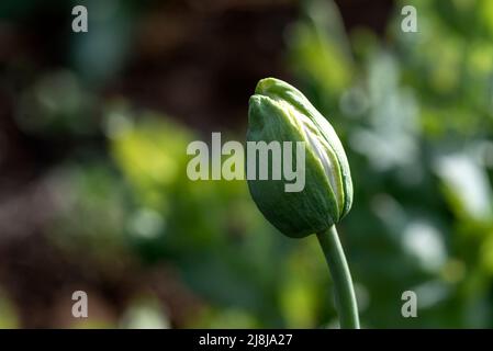 Papaver somniferum L. (Mohn), eine der wichtigsten Heilpflanzen; Papaver-Gattung ist von großer Bedeutung in Bezug auf die enthaltenen Alkaloide. Der Stockfoto