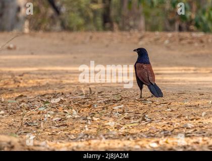 Ein größerer Coucal, der auf dem Boden zum Essen läuft Stockfoto